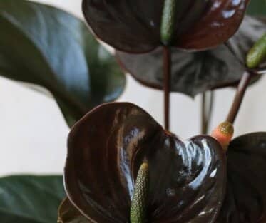 Anthurium Nero
