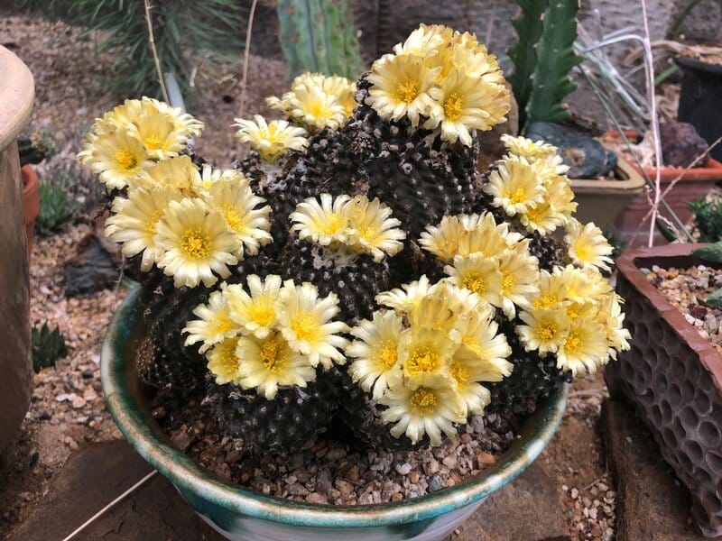 Copiapoa hypogaea - Underground copiapoa