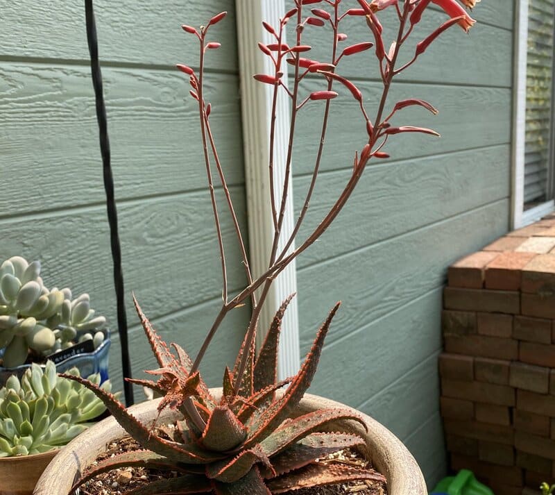 Aloe "Christmas Carol"