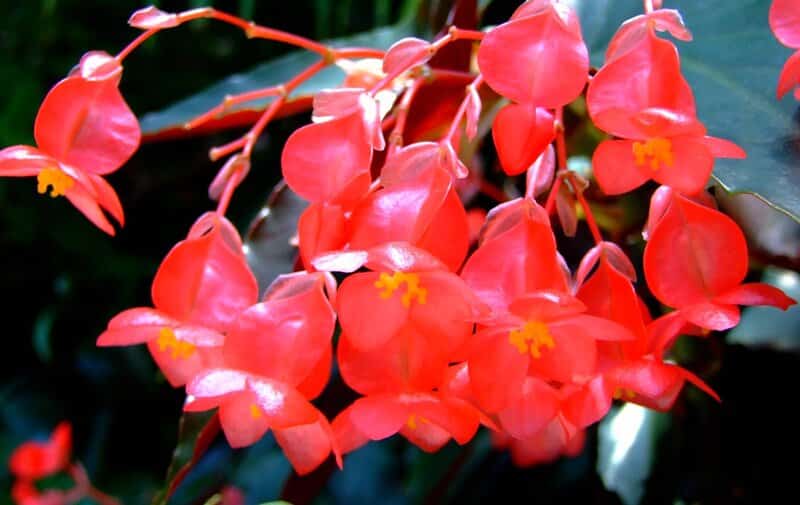 begonia angel wing