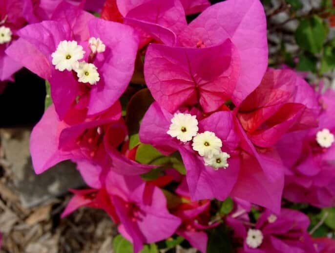 Bougainvillea glabra - Paper Flower