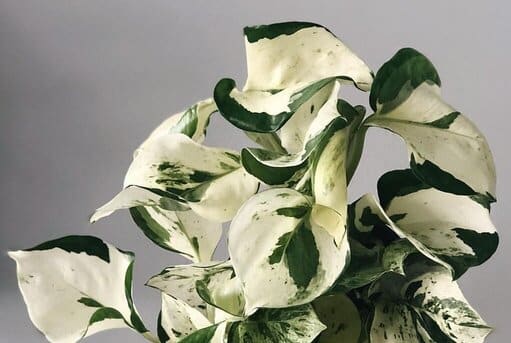 Harlequin Pothos