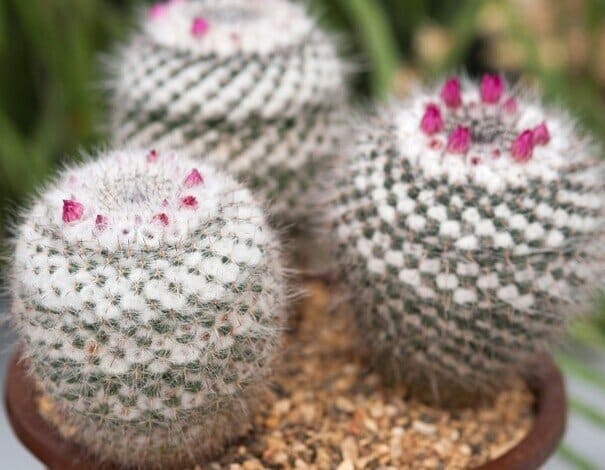 Mammillaria hahniana AGM - Old lady of Mexico