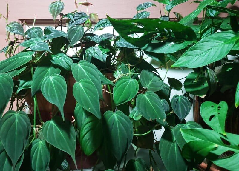 Heartleaf philodendron problems