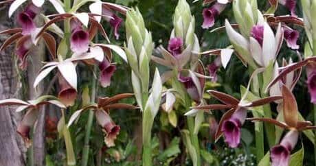 Phaius tankervilleae - Nun Orchid