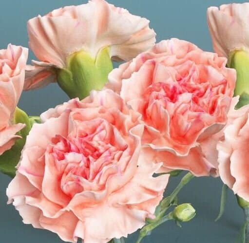 Dianthus caryophyllus - Clove Pink