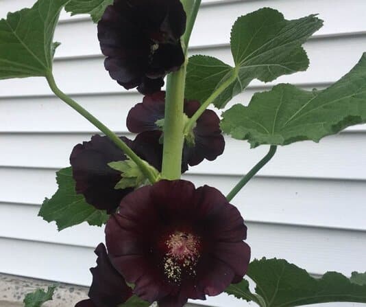 Alcea rosea - Black Hollyhock