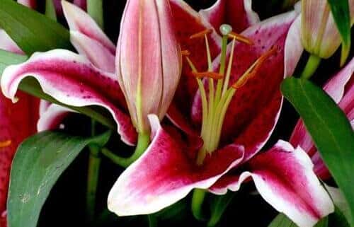 Lilium bakerianum - Lily