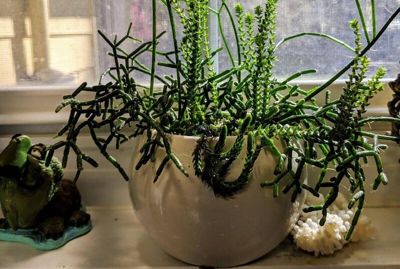 Rhipsalis spp. - Mistletoe Cact