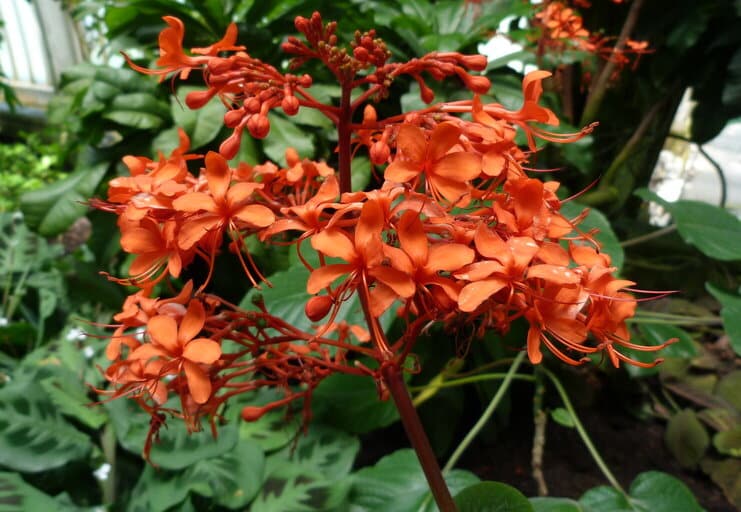 Clerodendrum speciosissimum - Java glory-bower