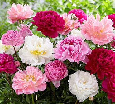 Peonies