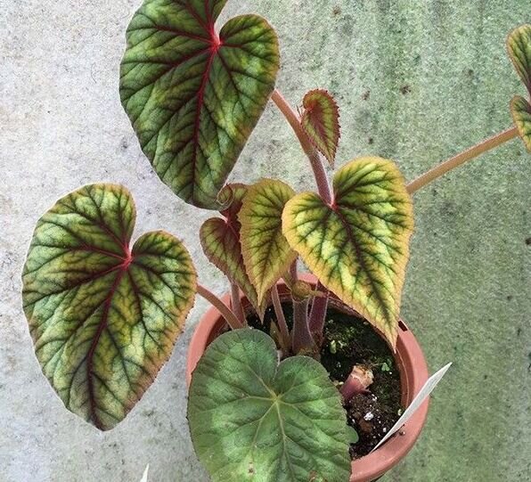 Begonia cathayana