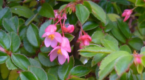 Begonia fuchsioides