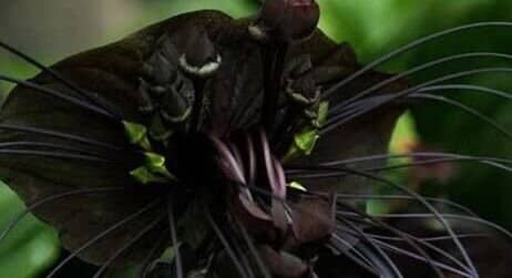 Bat Orchid