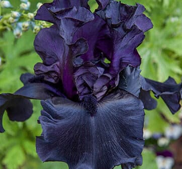 Iris germanica "Black Obsidian"