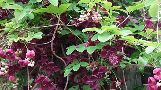 Chocolate Vine