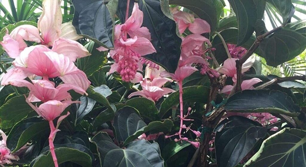 Medinilla magnifica - Pink Lantern