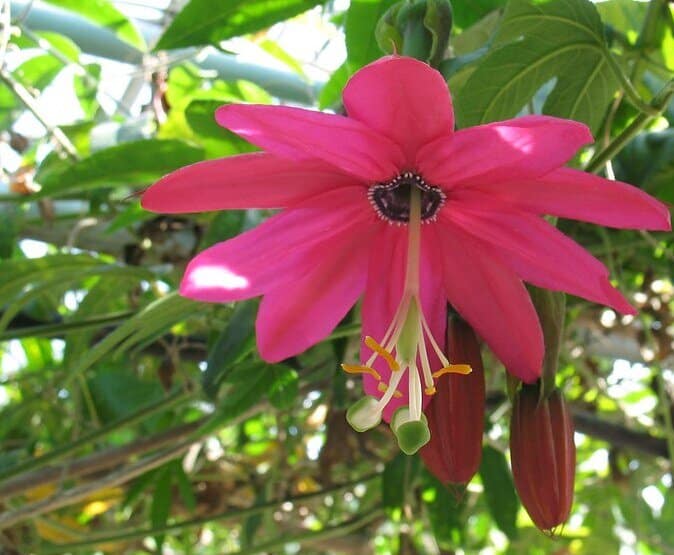 Passiflora x exoniensis