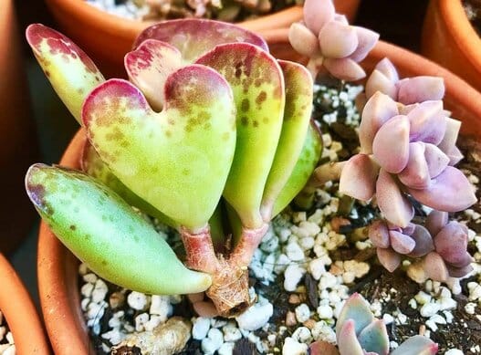 Adromischus tigynus - Calico hearts
