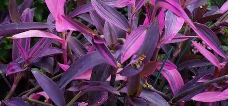 Setcreasea pallida - Purple Heart