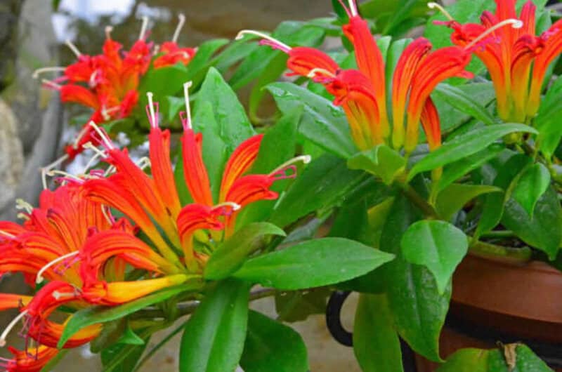 Aeschynanthus speciosus-Lipstick Plant
