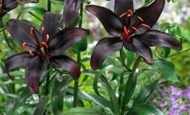 Black Lily