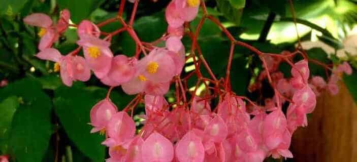 Begonia "Pink Shasta"