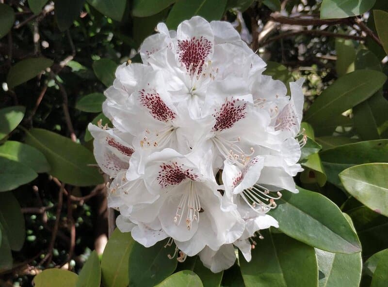 Rhododendron ‘Sappho’
