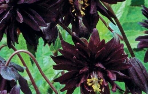 Black Barlow Columbine