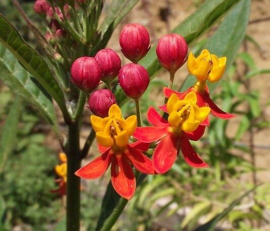 Asclepias tuberosa - Butterfly Weed