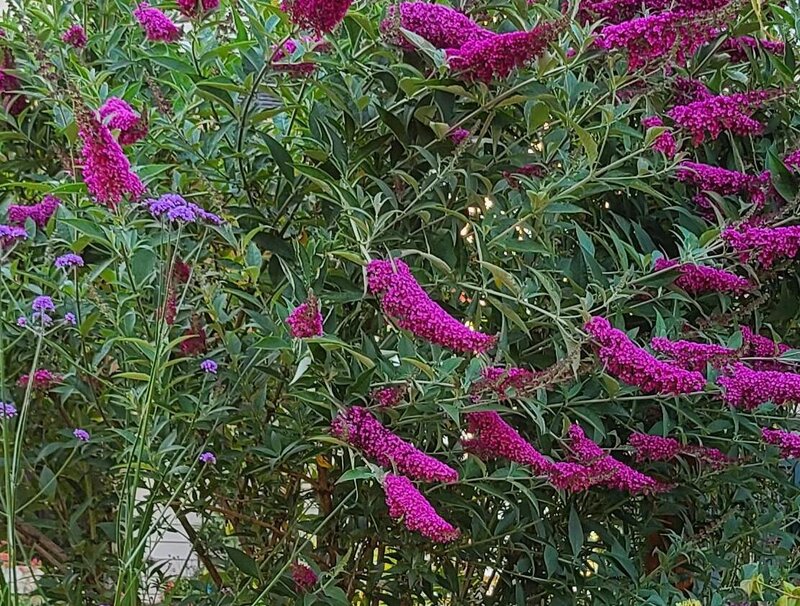Butterfly Bush