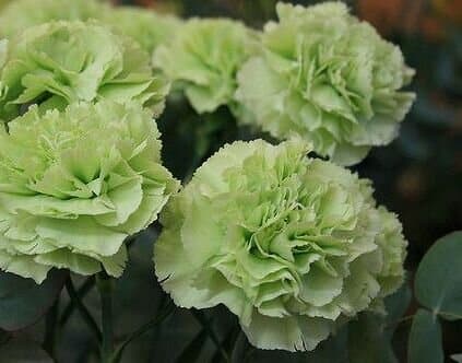 Dianthus caryophyllus