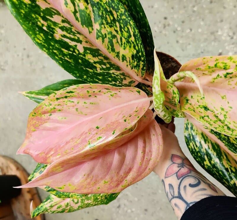 Aglaonema Bidadari
