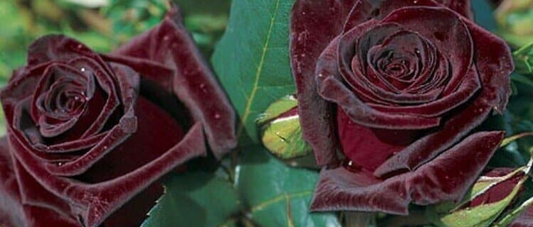 Black Baccara Rose