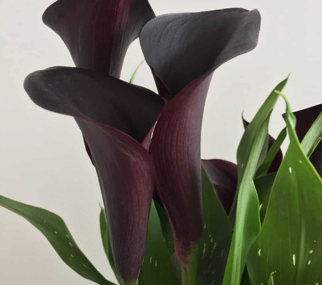 calla lily odessa