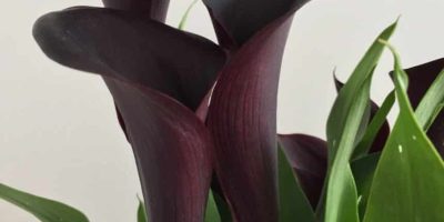 calla lily odessa