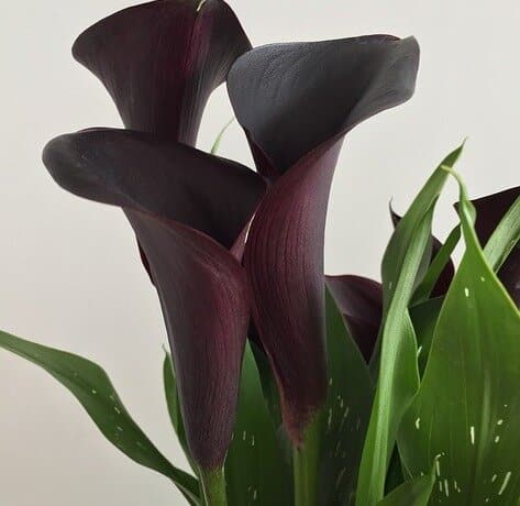 Calla Lily ‘Odessa’