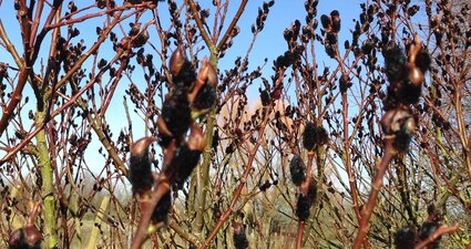 Black Pussy Willow