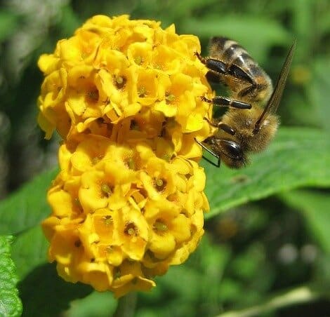 Butterfly bush flower has lance-shaped green leaves
