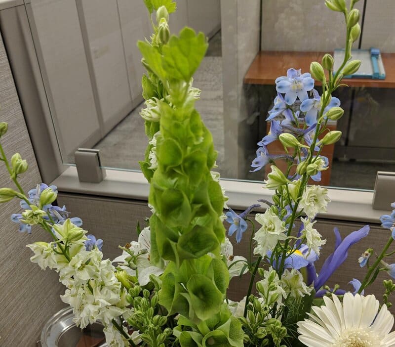 Moluccella laevis - Bells of Ireland