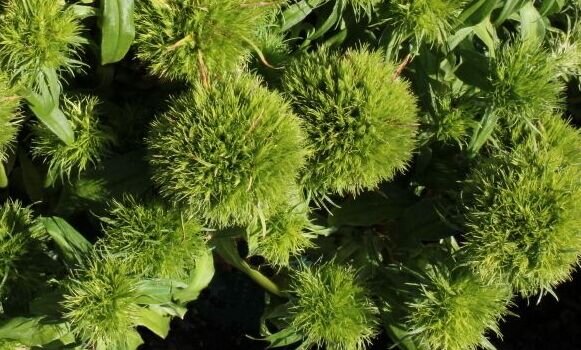 Dianthus barbatus "Green Ball"