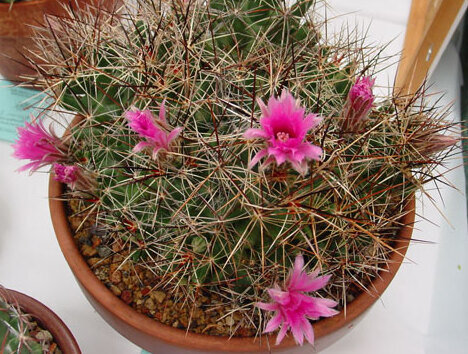 Coryphantha macromeris