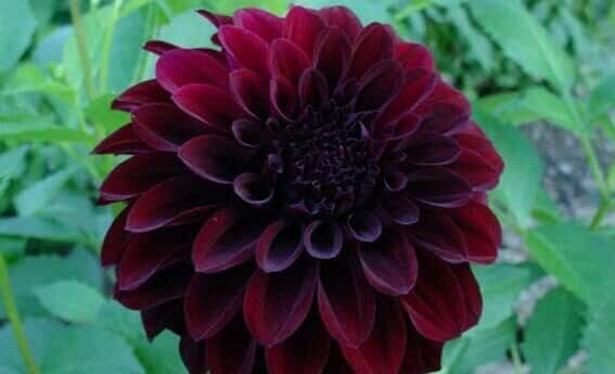 Black Satin Dahlia