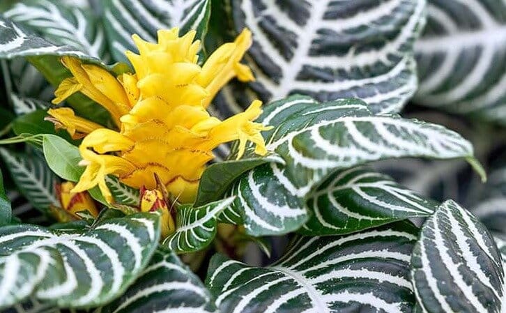 Aphelandra squarrosa - Zebra Plant