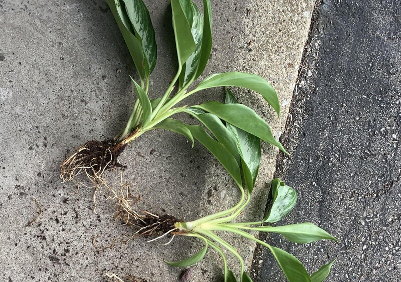 Propagating Aglaonema from Tissue
