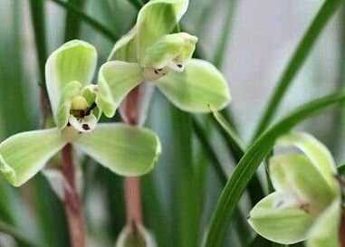 Cymbidium goeringii