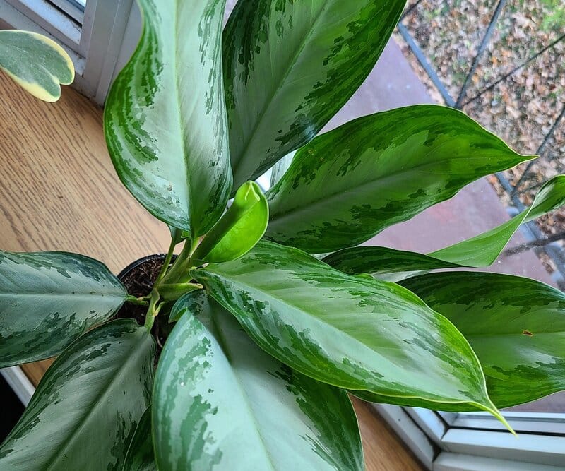 Aglaonema Silver Bay light Requirements