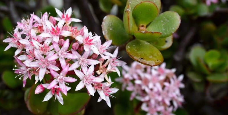 Crassula argentea - Jade Tree