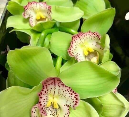 Cymbidium Orchid