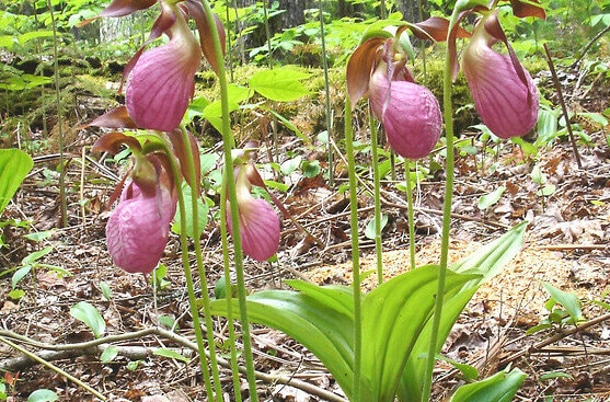 Cypripedium acaule - Pink Lady's Slipper